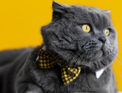 Pemprov Minta Warga yang Konsumsi Kucing di Pagar Alam Periksa Kesehatan